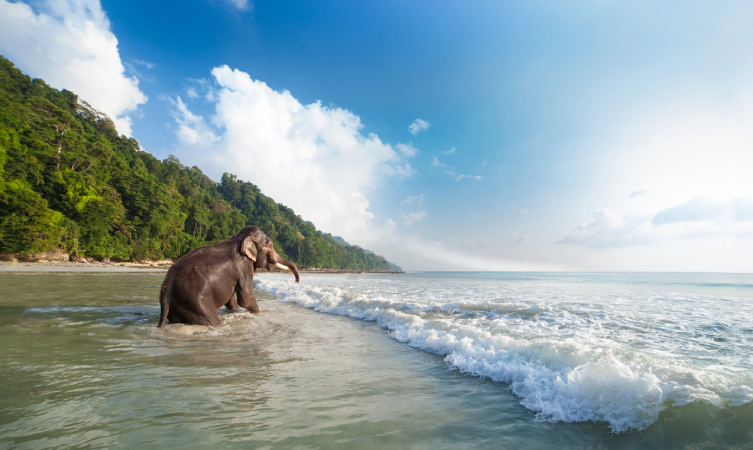 Elephant Beach